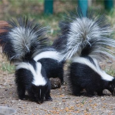 Badgers? We don't need no Stinking Badgers! - https://u.pcloud.link/publink/show?code=XZJCBs5ZBEVYqyKTyLkLUPPBeJLSFXmRYh...