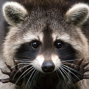 Save America!!! telegram-@truthbandit17, GAB-@TruthBandit17, Twitter-@Bandit17Truth