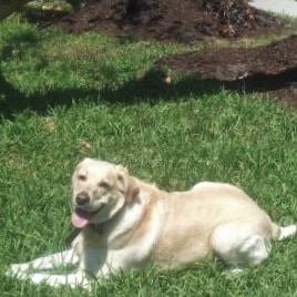 2A MAGA Retired personal trainer/powerlifter/bodybuilder. Commie Hater Dog Lover (that's my Yellow Lab Mallie)