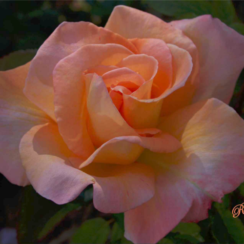 I am a patriotic American who loves to paint in oils and soft pastels, garden, and make quilts. I love God, my family and friends.