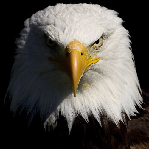 Mission: Expose the crimes of the Obiden Regime and all other traitors against America. Assist True American Patriots, g...