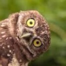 Hardheaded Southern Woman! Married, Independent Conservative, I love Tennessee football & basketball, I ❤ God, America, ...