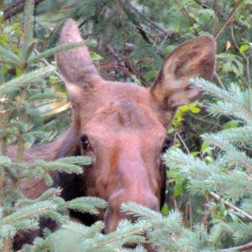 Focused on election fraud (audit reports, canvass data, public hearings, and analyses from reliable sources). MAGA/Constitution. Open season on RINOs. FJB.