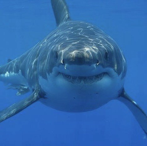 Your favorite apex predator. I snark therefore I am.