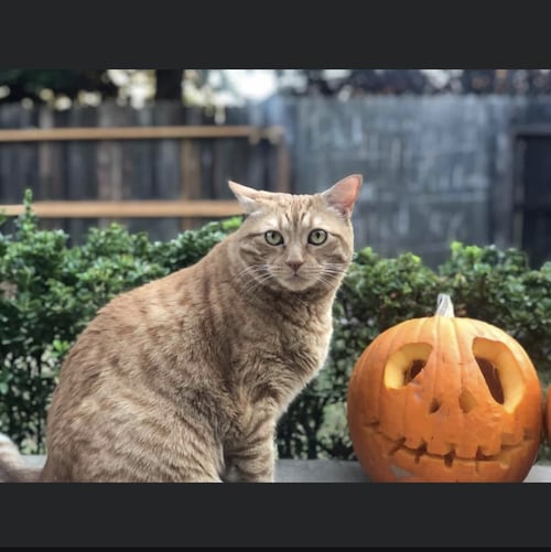 Visit katslady2's profile on GETTR. View their posts, photos, videos, and connect with them on the social platform.