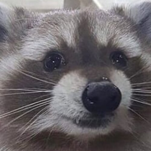 Freedom loving Racoon