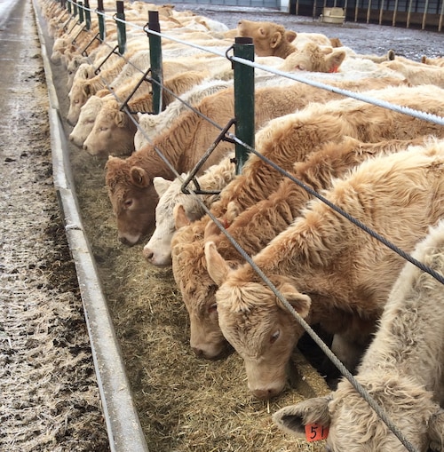 Montana cattle feeder. Producing high quality beef for the world.