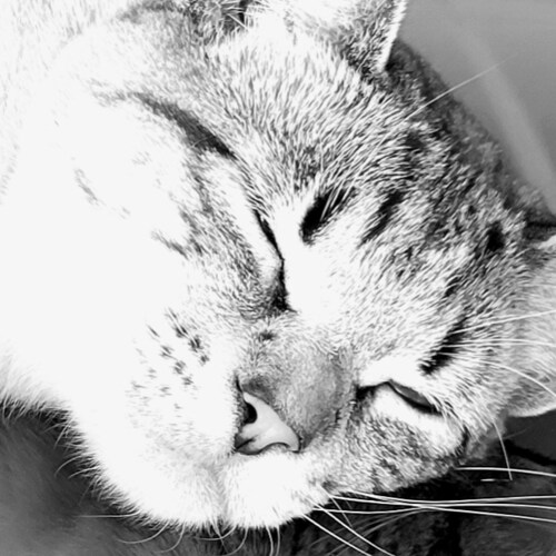 white heterosexual male patriot