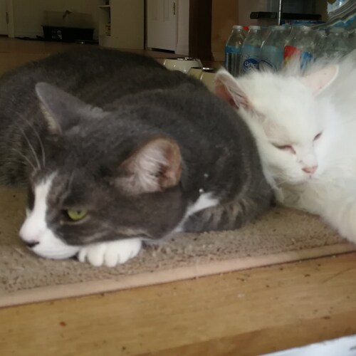 Trump Won 2020. Covid is about tyrannical control. I will not be jabbed.

FLORIDA VOTER

Freedom is NOT free