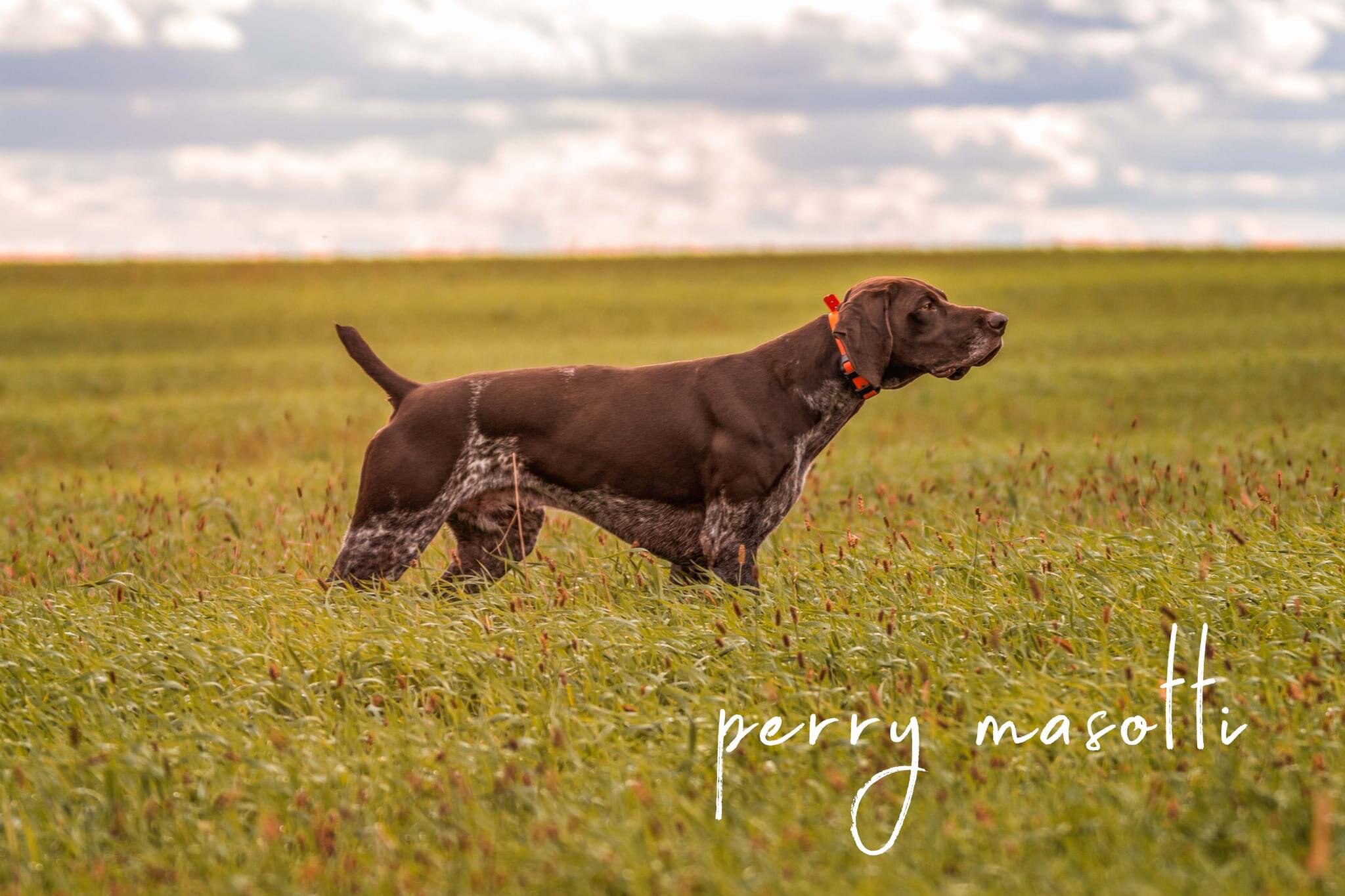 Loki on sharptailedgrouse. North Dakota (2021)