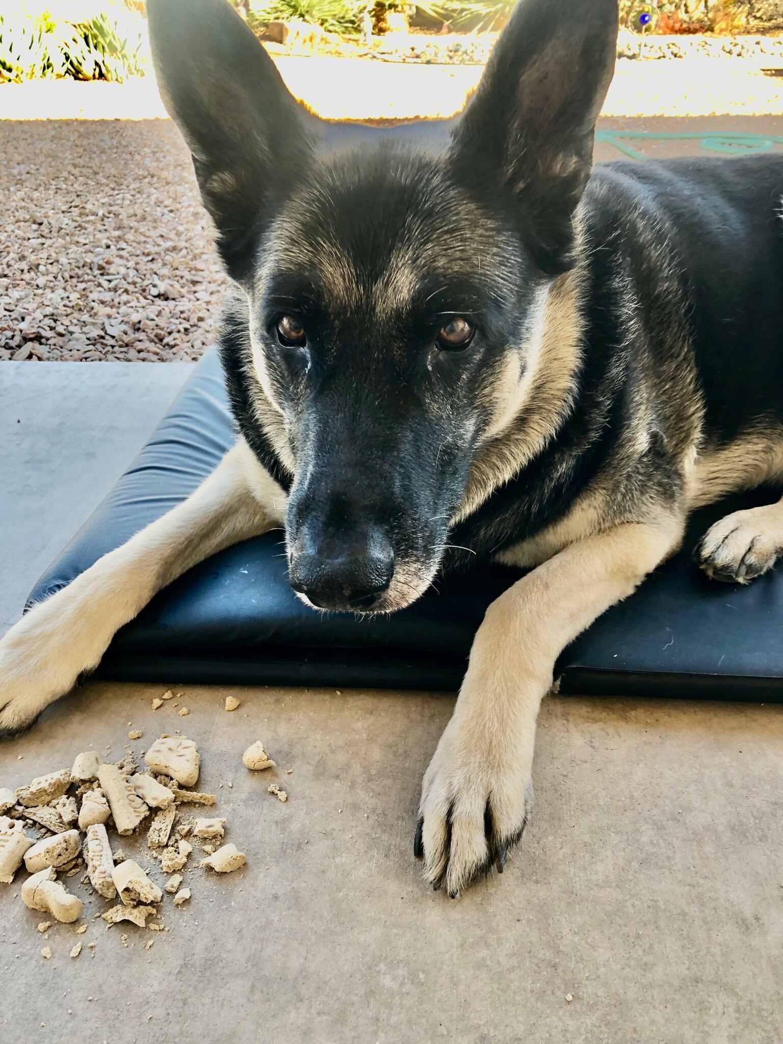 My buddy, my bff, my Mushafoot 🖤🐾🐾 