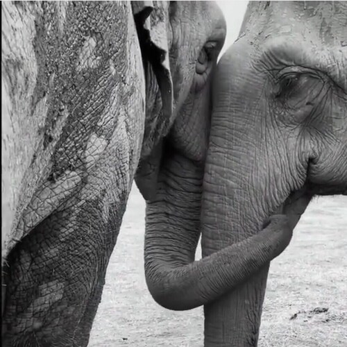 Land of the free Because of the brave, thank you veterans, United we stand, #pray, Be not afraid