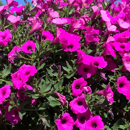 Homeschooling Mom, Child of God, Interested in truth and facts, NOT just feelings as they're extremely deceiving...