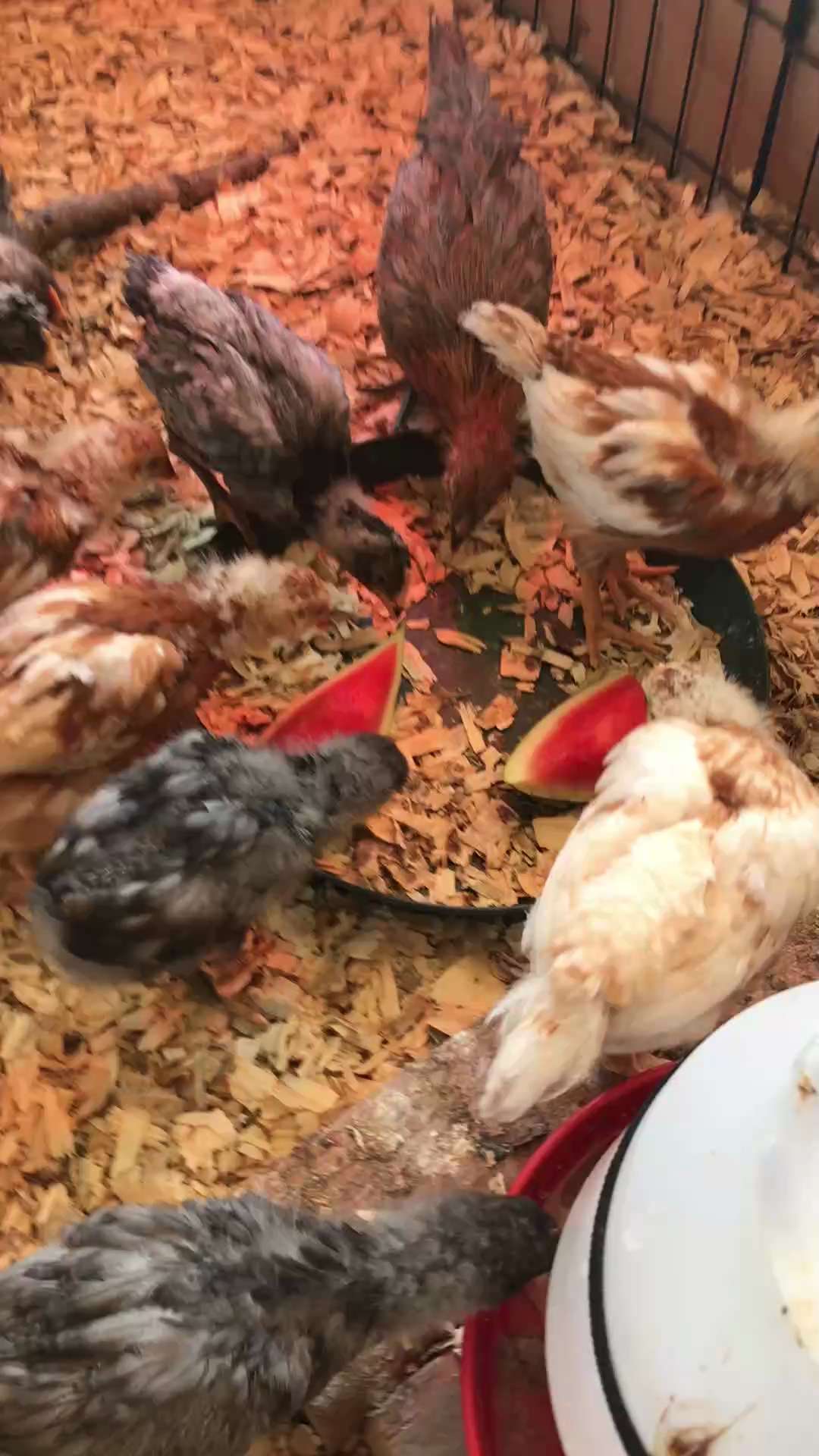 These damn chickens are so F’ing cute!  But I need to get them out of the living room! 
