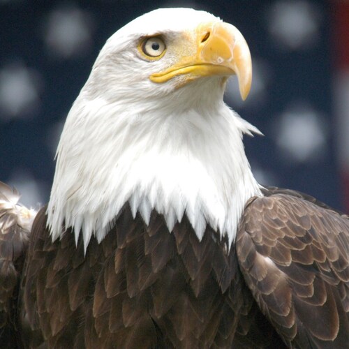 I'm a cancer survivor, thanks to God!
100% President Trump Supporter!