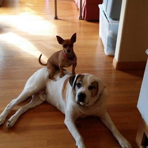 Truthfully did not pay much attention to politics until Trump came into office and made it exciting & hopeful!!! We have...