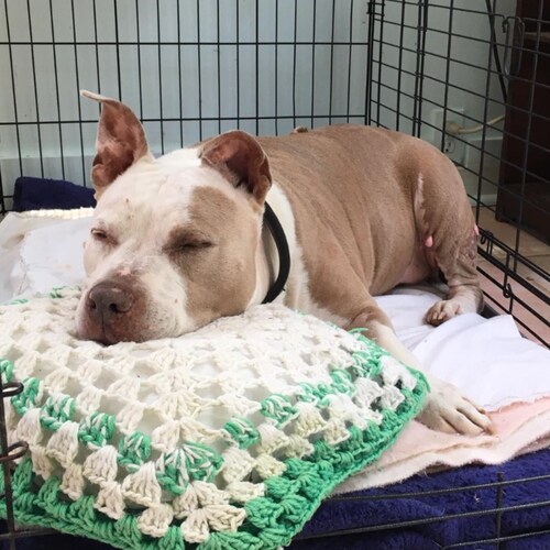 Baby boomer, luckiest generation, Trump is my president, don’t judge me, discerning, love all animals great & small espe...