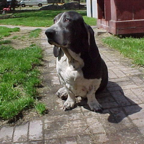 God, Country & Family....Conservative, Pro Life, Pro Gun...Pro Dogs & Cats...#MAGA