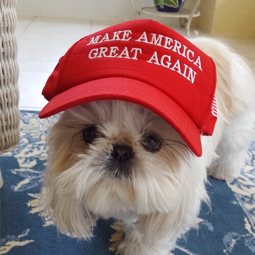 🇺🇸 Patriot 🇺🇸  #MAGA Conservative/Biden's NOT my President SaveAmerica45/Support our Veterans/BackTheBlue/🇺🇸