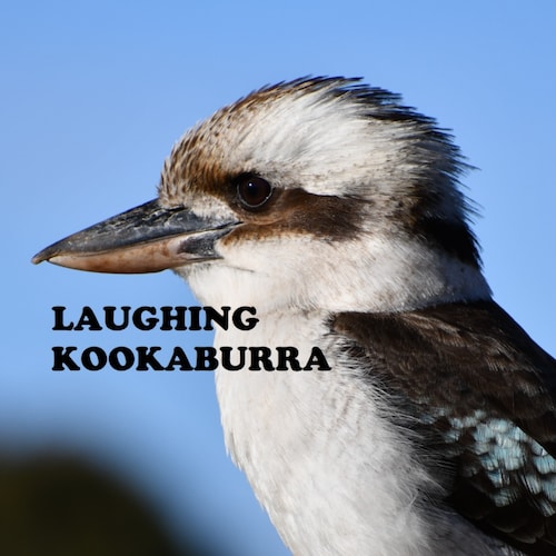 Visit ab51's profile on GETTR. View their posts, photos, videos, and connect with them on the social platform.