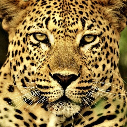 Conservative big cat