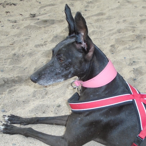 Support our Royal Family and our Veterans, eternally tired and pessimistic! Love my Family and my rescue dog, Hope. Poli...