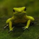 I wasn't a #Groyper until Jason Miller banned Nick Fuentes