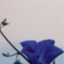 A tall old blonde taking a stand against corruption. But it's a struggle. 
Check out my website about B12 and fingernai...