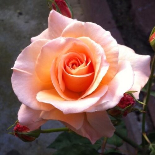 Visit Meg_A's profile on GETTR. View their posts, photos, videos, and connect with them on the social platform.