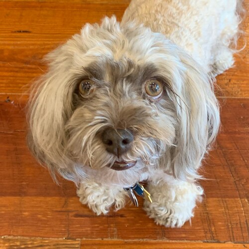 conservative, space nerd, Havanese owner (well he owns me), originally from the great state of Arizona!