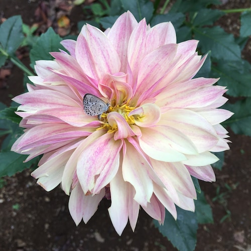 私のなりすましがいるかもしれないです。
Twitterで小さなかけらでツイートしていましたが 、2021/1/26.以降も🐯さんを大統領だとリツイートなどしていたらBANされ復活してません。 
🐯オリジナルはタヒしてます。悪魔教駆逐殲滅...