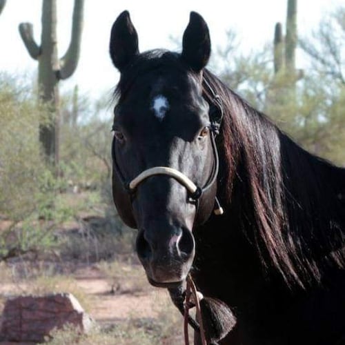 Visit Boldheart's profile on GETTR. View their posts, photos, videos, and connect with them on the social platform.