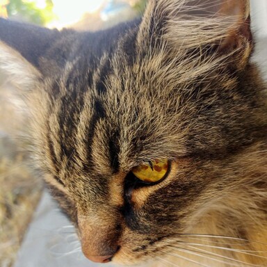 Murraycat