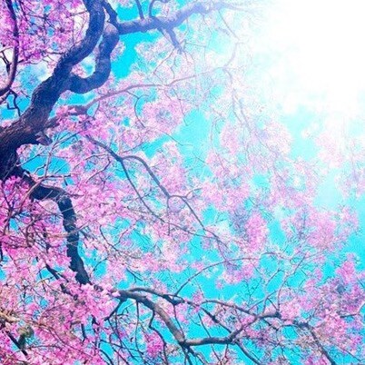 American Trial Lawyer