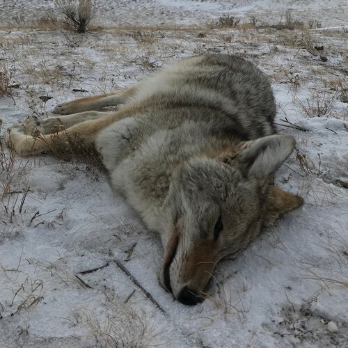 coyote killer