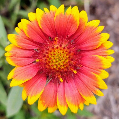 it's me, gail...
sharer of memes and ridiculousness elsewhere
OK2A
homeschool