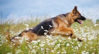 #German Shepherd Dogs are energetic and love play time, but they are #calm and #restrained as well. German Shepherds know there is a time and place for eve