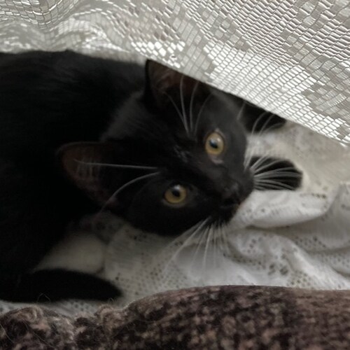 conservative dyke / adult human female, otherwise known as a woman 🔥🌈🐆