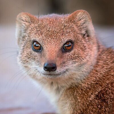 Support the HongKongers, Support New Federal State of China! - 香城浪子