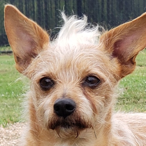 💯 Proud "Ultra MAGA" Conservative Christian Patriot 🇺🇲   #GirlsDad #NASCAR #DemocratsAreTryingToDivideUS #VoterID #20...