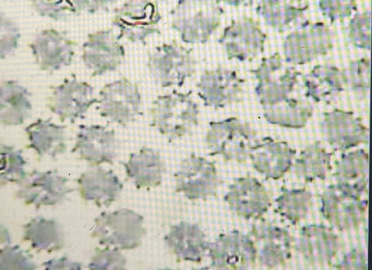 🚨🚨🚨BREAKING🚨🚨🚨

A group of scientists and microscopy experts have stepped  forward this mornin...