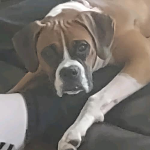 Conservative Populist & MAGA