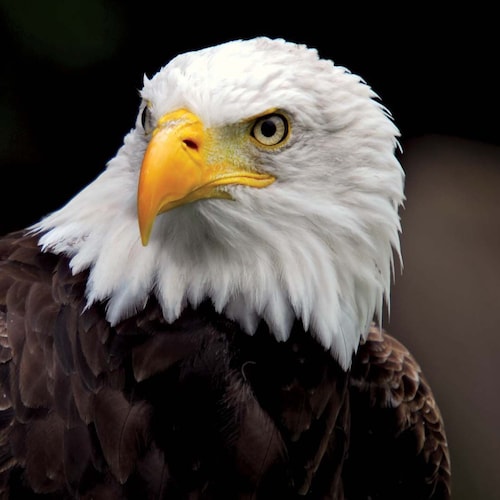 Visit Beaver59's profile on GETTR. View their posts, photos, videos, and connect with them on the social platform.