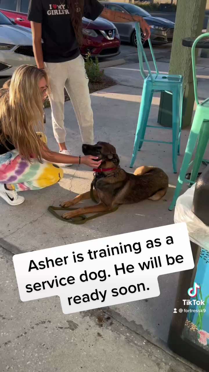 Asher is being trained as a service dog. He is doing great. Soon he will be retrieving for his handl...