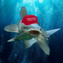 Let Freedom Ring!  #WWG1WGA #GodWon #JesusIsKingofkings #TrumpWon2020 #DrainTheSwamp #SaveTheChildren #StayNPrayerAndSha...