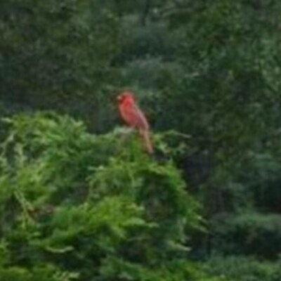 Loyal American Patriot.  Love Politics and Love America. America First !