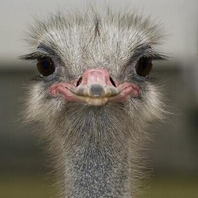 Visit STL21's profile on GETTR. View their posts, photos, videos, and connect with them on the social platform.