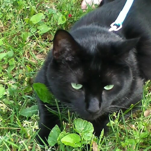 God Constitution Country