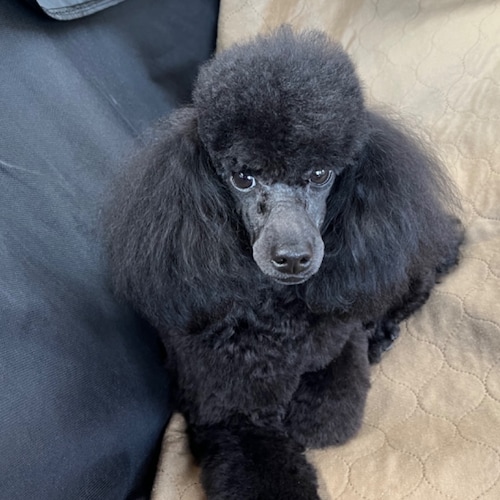 God, Family, Country 🙏🏻,  👨‍👩‍👧  🐩, 🇱🇷