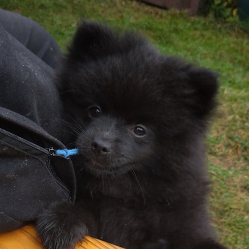 Ich habe keinen Streit mit Putin

Ceterum censeo Europam Unionem deletam esse

Kauft keine Schrauben und Dübel von Wür...